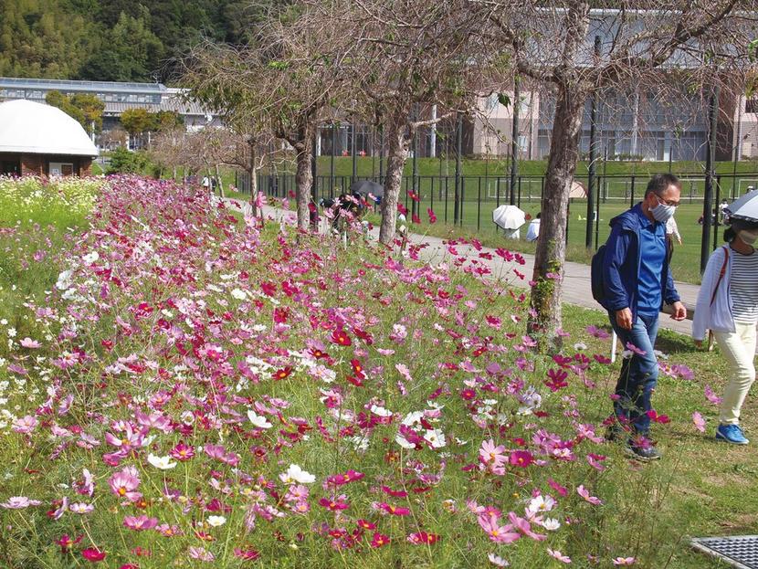 12万８千本が秋風に 下松スポーツ公園のコスモス見ごろ