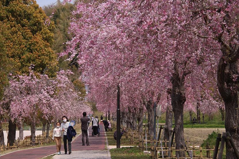 下松スポーツ公園にぎわう しだれ桜が見ごろに