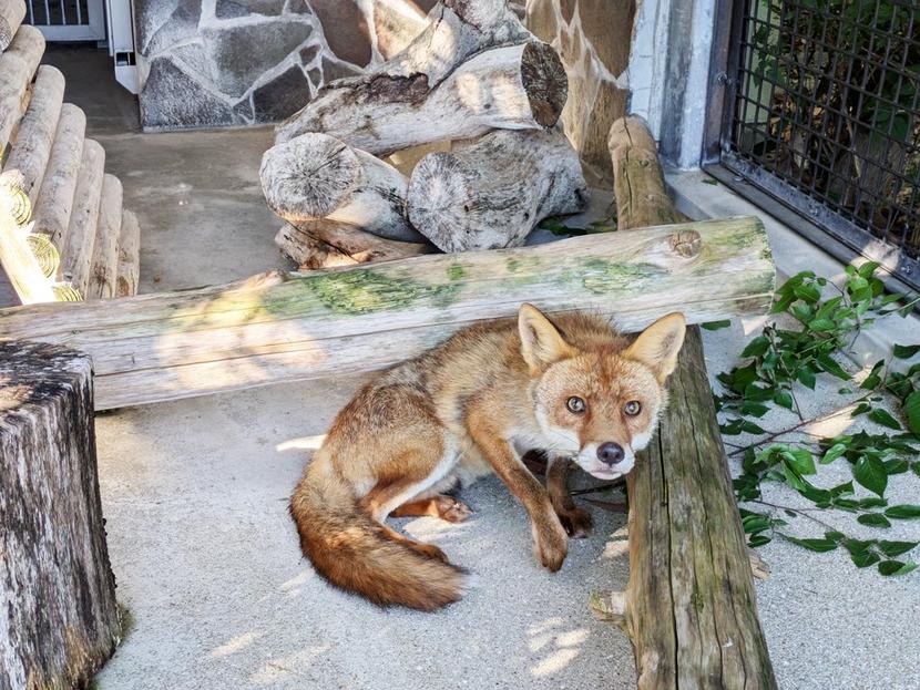 周南】身近な動物、絵本にも 徳山動物園にホンドギツネ