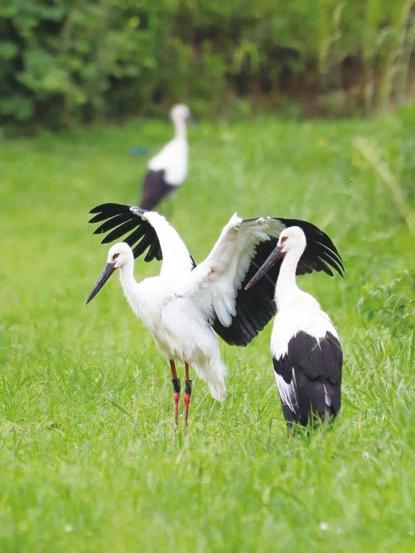 周南】“幸せを運ぶ鳥”コウノトリ飛来 「三丘をコウノトリの里に」期待